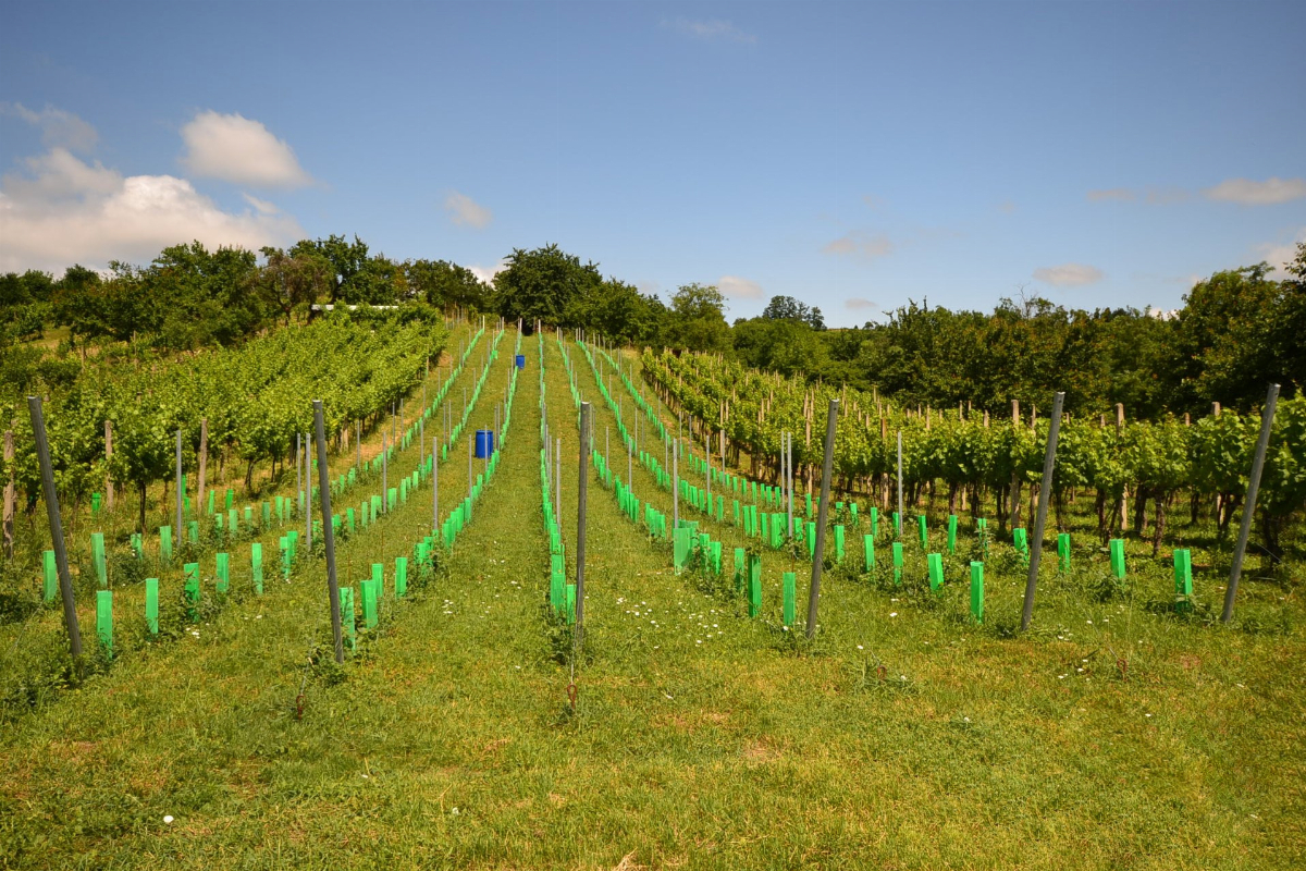 Vinice a sad s chatkou 2460m2, Bzenec